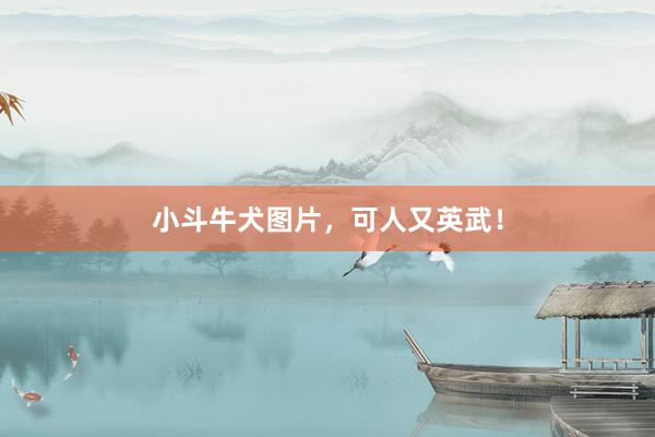 小斗牛犬图片，可人又英武！